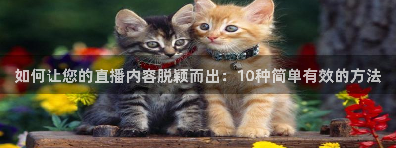 小九nba免费观看